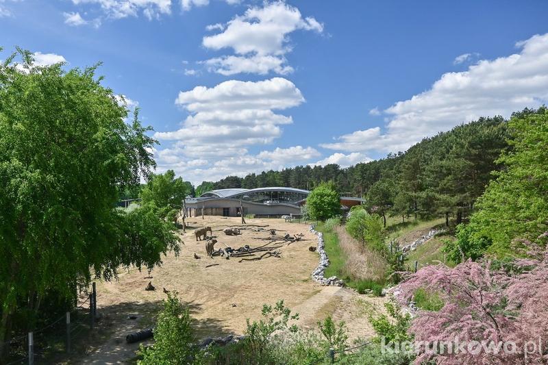 Dojazd do Nowego Zoo Poznań