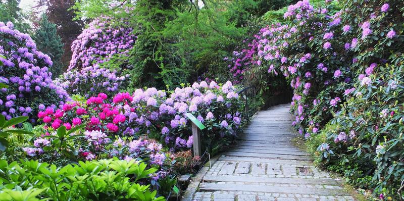 Czas kwitnienia roślin